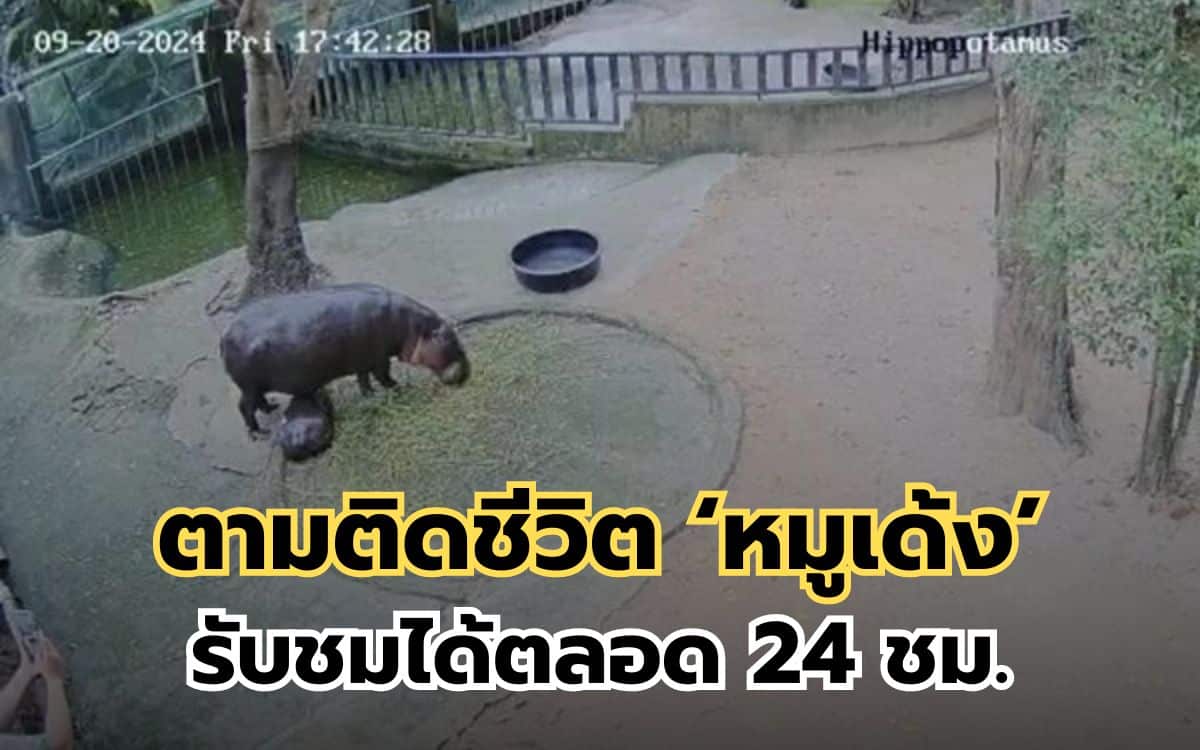 หมูเด้ง