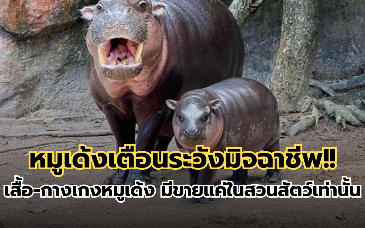 เสื้อ-กางเกงหมูเด้งปลอม